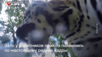 Камера в пасти ягуара - смотреть видео (0:43)