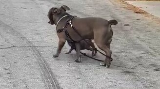 Щенок выгуливает собаку - смотреть видео (0:19)