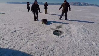 Помогли тюленю попасть домой - смотреть видео (0:50)