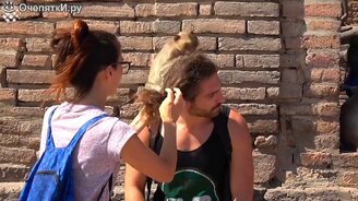 Весёленькие обезьяны - смотреть видео (8:11)