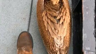 Пеликан уснул - смотреть видео (0:10)