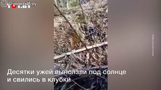 Клубки из змей повсюду - смотреть видео (0:50)