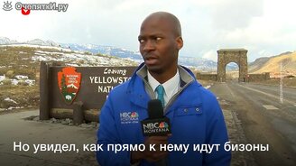 Когда на тебя внезапно пошли бизоны - смотреть видео (0:27)
