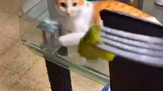 Реакция кошки на брокколи - смотреть видео (0:08)