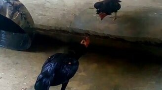 Это что за кривая птица? - смотреть видео (0:26)