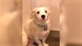 Самые смешные коты и псы - смотреть видео (12:42)