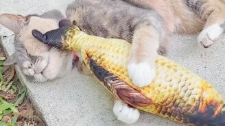 Массаж морды для кошки - смотреть видео (0:18)