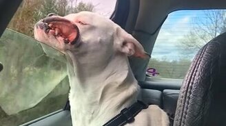 Проветривание пасти - смотреть видео (0:16)