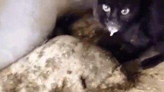 Наглец возле коровы - смотреть видео (0:18)