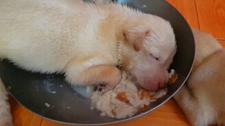 Слишком устал, чтобы есть - смотреть видео (0:17)