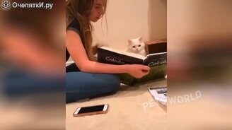 Кошки и другие питомцы смешат - смотреть видео (4:51)