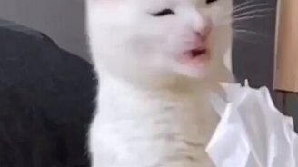 Кошка пробует на вкус бумагу - смотреть видео (0:10)