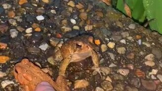 Не трогай мою королеву! - смотреть видео (0:08)