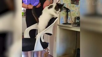 Кошки и собаки заставят улыбнуться! - смотреть видео (12:07)