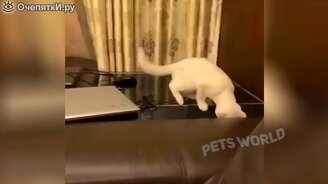 Кошки и другие звери в подборке видео - смотреть видео (5:15)