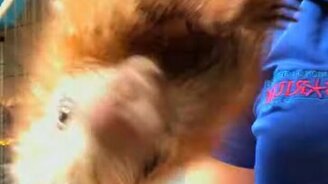 Дикобраз случайно атаковал девушку - смотреть видео (0:06)