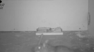 Мышь обезвреживает мышеловку - смотреть видео (0:08)