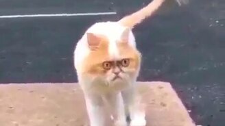 Вы что тут делаете, быстро домой! - смотреть видео (0:10)