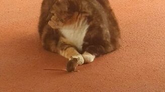 Неожиданная дружба кошки и мышки - смотреть видео (1:03)