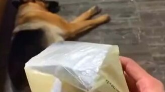 О, это шуршание для меня! - смотреть видео (0:21)