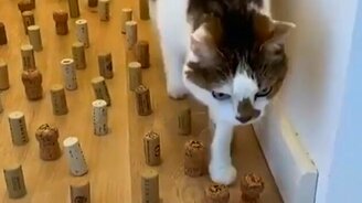 Ты не пройдёшь! Как ты прошёл? - смотреть видео (0:14)