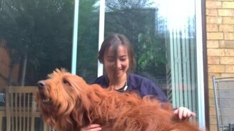 Пёс прерывает йога-практику - смотреть видео (0:59)