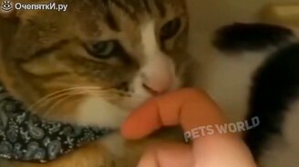 Шесть с лишним минут курьёзов с питомцами - смотреть видео (6:23)