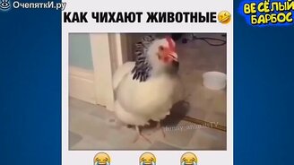 Животные-юмористы - смотреть видео (9:56)