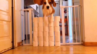 Дрессура с помощью туалетной бумаги - смотреть видео (0:41)