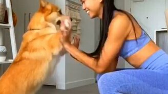 Корги любит зарядку - смотреть видео (0:48)