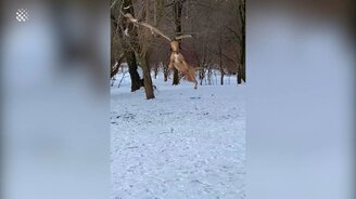 Так хочется сломать ветку! - смотреть видео (1:15)