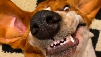 Глупая собачья улыбка - смотреть видео (0:18)