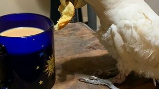 Какаду умеет пить чай - смотреть видео (0:17)