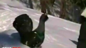 Глухарь против человека - смотреть видео (1:09)