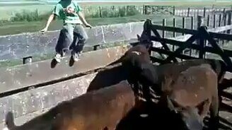 А телята брыкаются! - смотреть видео (0:05)