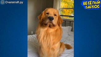 Примерно десять минут курьёзов с питомцами - смотреть видео (10:08)