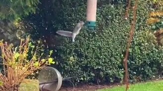 Белка-ниндзя и кормушка - смотреть видео (0:41)