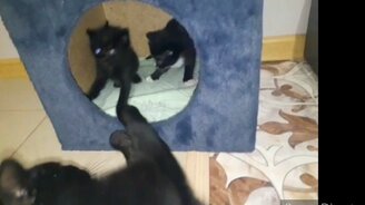 Жизнь кошки и её котят - смотреть видео (6:03)