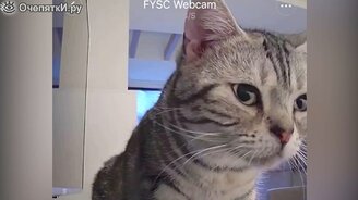 40 казусов с кошками - смотреть видео (24:33)