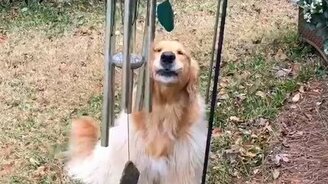 Подвывание ветряным колокольчикам - смотреть видео (0:48)