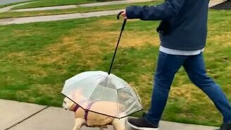 Зонтик для питомца - смотреть видео (0:06)