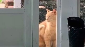 Хвост, ты куда ушёл? - смотреть видео (0:13)