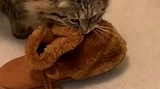 Кошка несёт ботинок - смотреть видео (0:17)