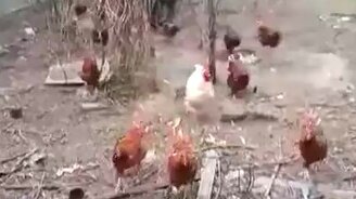 Куры, все домой! Карантин! - смотреть видео (0:26)