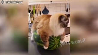 Сборка юмора с собаками и кошками - смотреть видео (6:25)