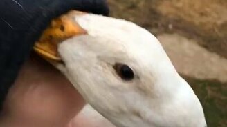 Объятия с уткой - смотреть видео (0:18)