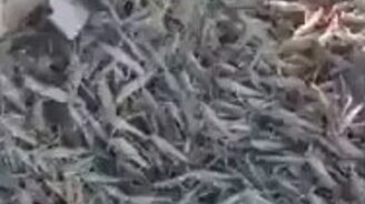 Куча саранчи на стволе дерева - смотреть видео (0:58)