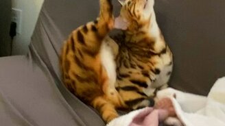 Поломанная кошечка - смотреть видео (0:15)