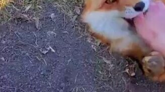 Лиса утащила камеру - смотреть видео (1:23)