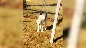 Забавнейшие кошки и собаки - смотреть видео (13:17)